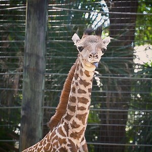 87K views · 4.2K reactions | It's another boy! This calf, who was delivered by Johari on Sunday, is the sixth consecutive male giraffe born at the Zoo. Learn more: bit.ly/2R57fIj | Brevard Zoo | Facebook