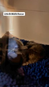 1.5K views · 1.8K reactions | Baby raccoons all toasty and warm in the incubator.. until I open the door to feed them lol so darn cute #wildliferehab #wildlife #viral #raccoon #foryoupage | Little Bit Wildlife Rescue | Facebook