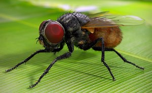 5.7K views · 64 reactions | Can Small Animals See In Slow Motion? | Science Version | Facebook