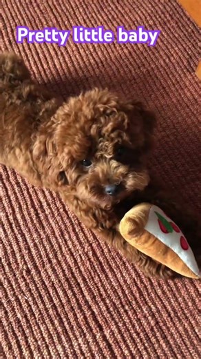 Pretty little baby #puppy #doggielife #dog