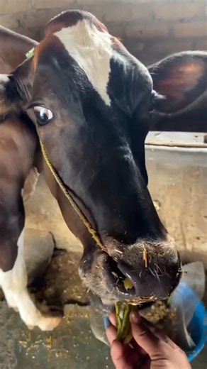 A simple remedy for milk flow blockage in cattle🐶🐃🐮#cow #buffalo