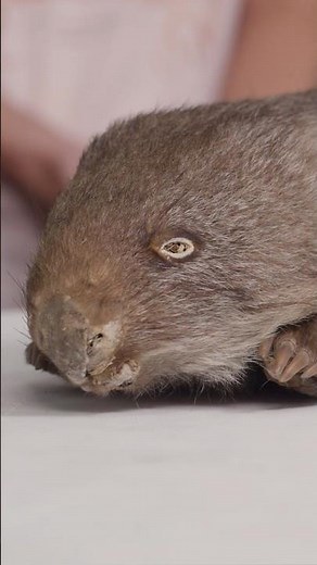 How does a wombat make square poo? #NaturalHistoryMuseum #Wombat #Poop