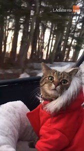 This little kitty is seeing snow for the first time! 🙀☃️ | VT