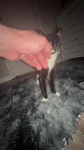 Mr meow fight #lebron #kitty #nflplayoffs #cat #parlay