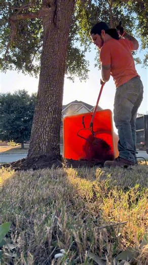 1.7K views · 21 reactions | Digging out this root collar today  All that extra soil around the base holds moisture and leads straight to root rot. Gotta uncover that flare so the tree can dry out and stay healthy! | Alex TreeGuy Cardenas | Facebook
