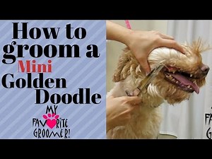Grooming a Mini Golden Doodle