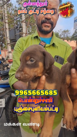 டாபர்மேன் நாய் குட்டி குன்னத்தூரில் குவியும் நாய் குட்டிகள் #குன்னத்தூர #குன்னத்தூர் ₹நாய்க்குட்டி