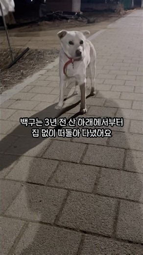 나한테 절대 오지 않았던 떠돌이견 백꾸 .. #입양 #가족찾기 #유기견 #강아지 #들개