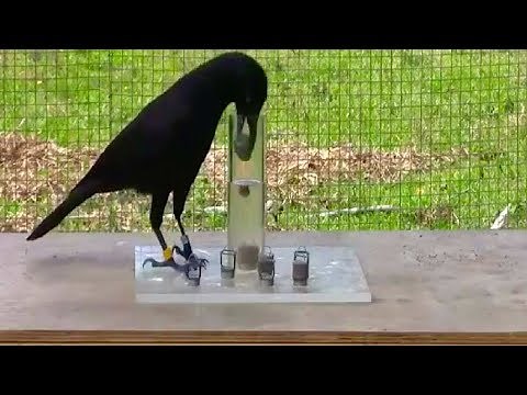 Top 10 AMAZING Animals That Use TOOLS!!