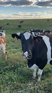 Hello from the pasture! 👋🐄 📍 Tranel Family Farm, Wisconsin | Organic Valley