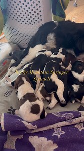 Lunch at the bar💝 | Rocky Mountain Springer Spaniels
