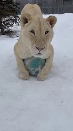242K views · 10K reactions | Spring, Summer, Fall or Winter—ball playing NEVER goes out of season for rescued white lion Aurora 女⚽️ | Wildcat Sanctuary | Facebook