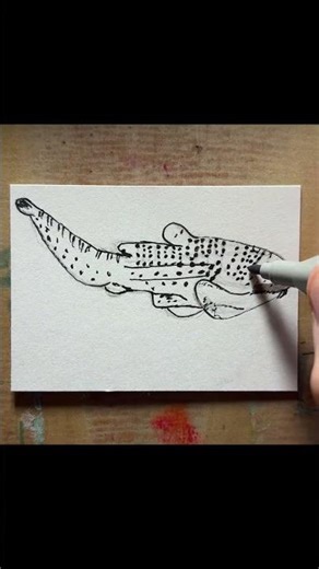 Zebra Shark a.k.a. Leopard Shark