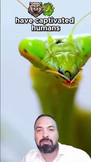 Praying Mantises: The Mesmerizing Hunters of Nature!