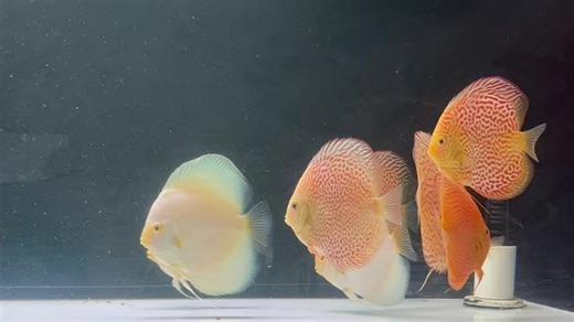 27 reactions | A tank of albinos, all eating and thriving! 4.5-5” albino leopard snakeskin, 4.5-5” albino platinum and 5-5.5” albino leopard Goldenstatediscus.com Or Text/call Lynda @ 916-257-5334 | Golden State Discus | Facebook