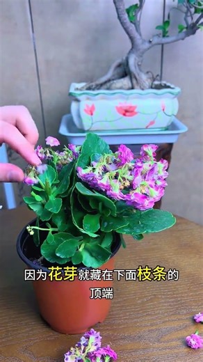 Revive Your Kalanchoe - Master Pruning Techniques for Thriving Blooms