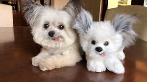 will the real norbert please stand up?! pre-order your own norbert plush toy here: http://bit.ly/NorbertMiniPlush | Norbert