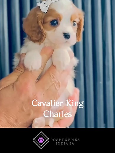 “They made the whole process amazing and now we can’t imagine life without our puppy!” 💕🐾 We love hearing stories like this from families every day. This PUPSGIVING, save $150 OFF any Posh Puppy and experience the same joy so many others have shared. 🐕✨ ✅ Health Guarantee 🚚 Safe Delivery 🏡 Raised with Love 👉 Tap “Shop Now” to meet your puppy! | Posh Puppies Indiana