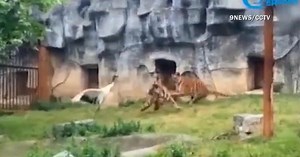 Bird accidentally falls into zoo's tiger enclosure, fights them off