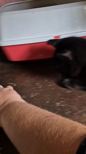 How cute is Java? Sadly, people keep overlooking adult cats in favour of kittens, but adult cats are just big kittens,they are still cute, cuddly, and playful. Java is so good and has been waiting so long for a home. Please, can someone see her beauty and offer her a home | Animals In Need Donegal