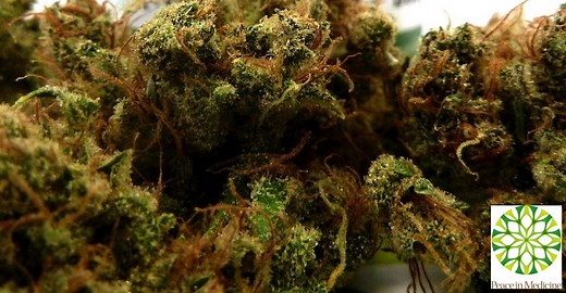 Dutch Crunch | Marijuana Strain Reviews