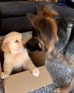 Max meets Murphy for the first time! 🐕💘🐕 | Make-Up & Hair Tutorials