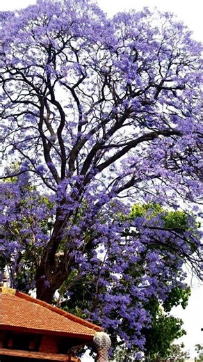 Beautiful Flowers #flowers #jacaranda #kathmandu #nepal