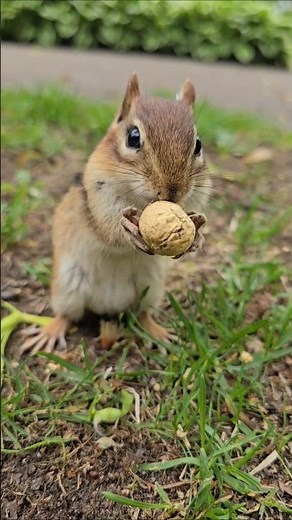 Listen to Chipmunk Noises - Chipmunk Sounds