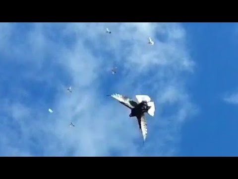🕊Macedonian Dunek | Makedonski Donek Pigeons Flying & Landing Pattern