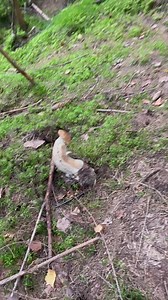 Slim leg Penny Bun Mushroom. #mushroom #pennybun #season #picking #forest #KABUTI #edible #edible #nature #fbreels #trendingreels #shorts #satisfying #advertising #StarsEverywhere #highlights | Lolitha Lind