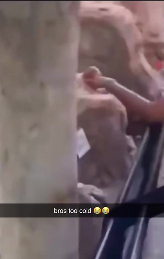Funny Monkey Meme Videos Compilation