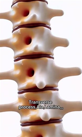 Spine Anatomy 3D View | Pedicle, Vertebral Body, Foramen, Spinous & Coccyx Explained#spineanatomy