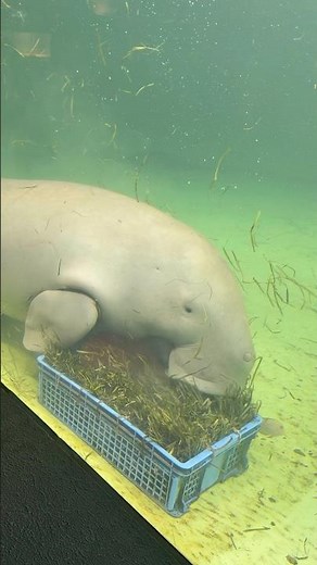 ジュゴンの食事シーンが可愛すぎる#鳥羽水族館