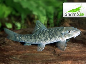 Gara rudohnedá – Garra rufa