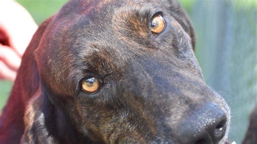 Did you know North Carolina has an official 'state dog'?