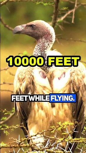 Amazing Animal Facts You Didn't Know 🦊🦉🐿️