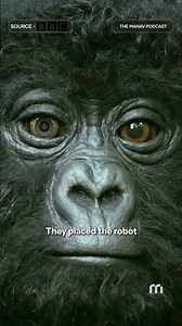 The Robot Spy That Fooled Real Gorillas