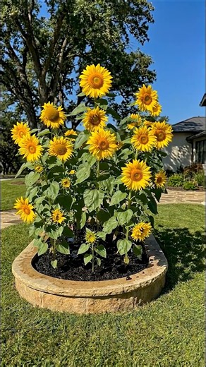 Sunflower Growing Journey — From Tiny Seedling to a Brilliant Golden Bloom 🌻🌱✨