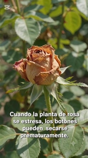 Why do rose buds dry out? The solution 🌹