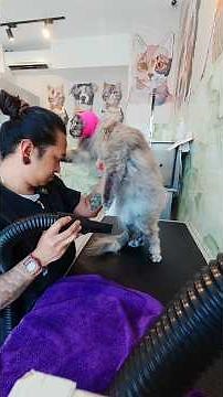 This is this Maine coon's very first bath 🙀