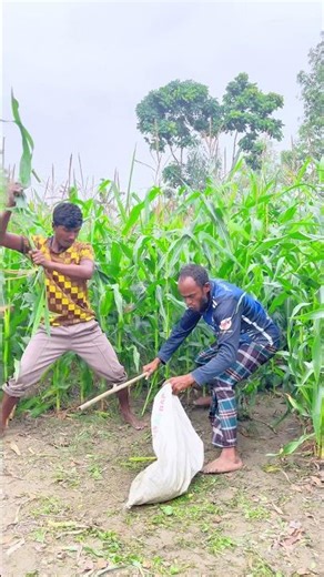 ki kore,#shortvideo?