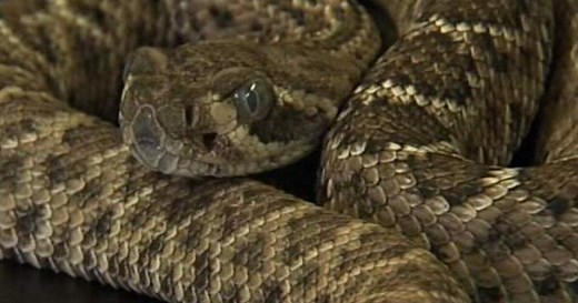 University of Arizona researchers find link between COVID deaths and snake venom