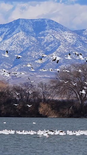 Snow Geese Migration: A Stunning Aerial Journey