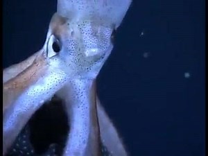 Giant Squid giving birth caught on camera for the first time. #nitrosquid #squid | Bait 'N' Go