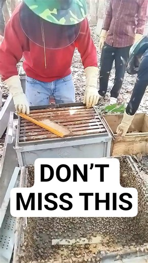 Fresh Honey Harvest 🍯 | Real Bee Farm Short #honey #harvestinghoney #beekeeping