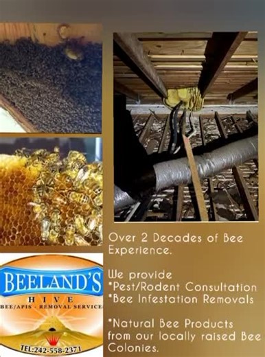 Today we highlight Mr.Jermaine Farrington of Zone 3!!! BEELAND'S BEE REMOVAL SERVICES 🐝 and they sell ALL NATURAL HONEY 🍯 | Life Changers Ministries International
