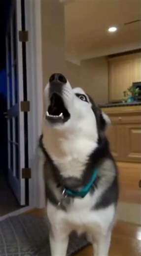 Dogs Go CRAZY When Their Humans Come Home ❤️🐶