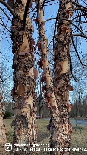 Consider The River Birch