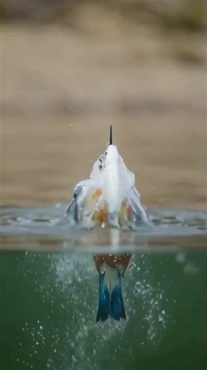 For a split second, the fish thought it was alone. Above the surface — silence. Below the surface — danger. Then came the dive. A flash of blue. A trail of bubbles. And in one precise strike… survival chose its winner. Nature doesn’t hesitate. It executes. #Kingfisher #WildlifeMoment #NatureInAction #PredatorVsPrey #SlowMotionNature #WildlifePhotography #NatureClips #AnimalWorld #BirdHunt #NatureIsBrutal #CinematicNature #WildlifeStory #NatureReel #fbclips | Vision Foundry