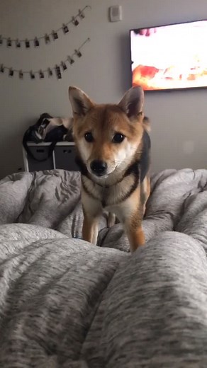 Dog and Girl Packing List